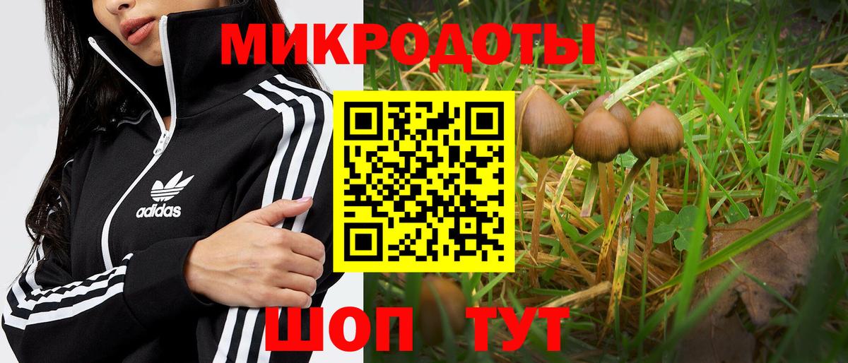 Галлюциногенные грибы Psilocybe Элиста